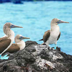 Galápagos